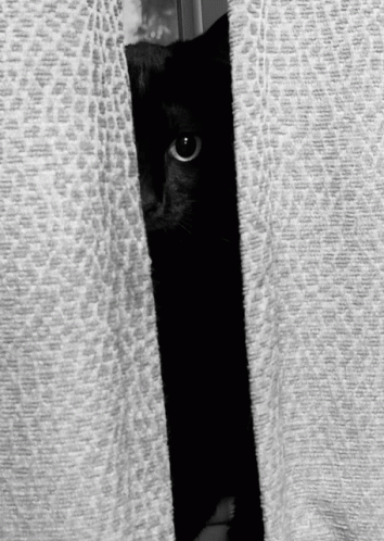 Black Cat Black Cat Discover Share Gifs