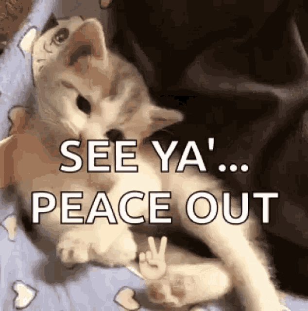 See You Peace Out Cat See You Peace Out Cat See Ya Discover