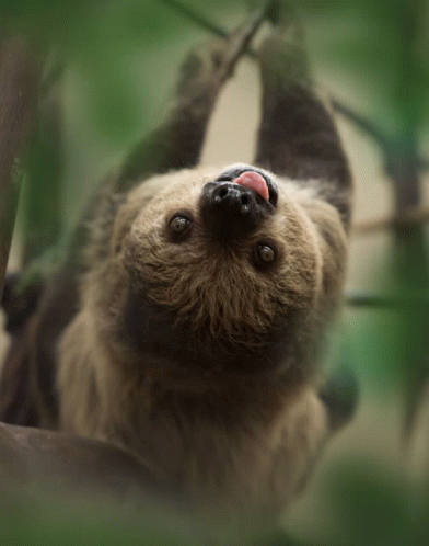 Sloth Sloth Discover Share Gifs