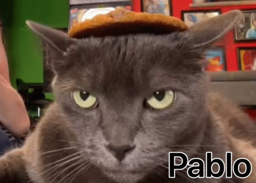 Pablo Cat Pablo Cat Discover Share Gifs