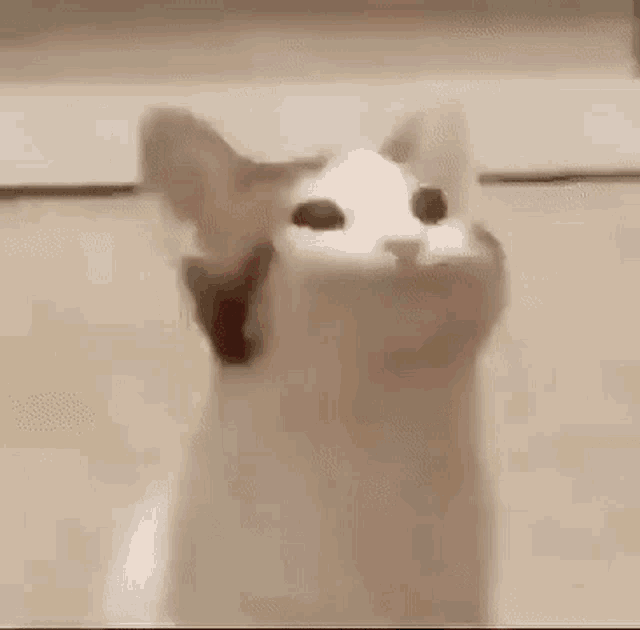 Cat Bop Cat Bop Meme Descubrir Y Compartir Gifs