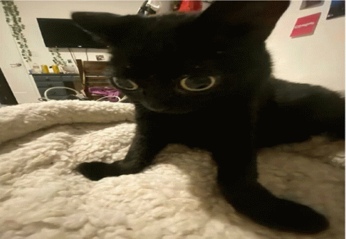 Jinx Cat Jinx Cat Ilovecats359 Discover Share GIFs