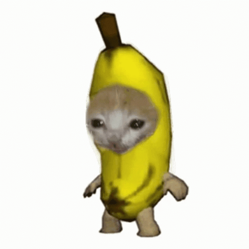 Banana Cat Banana Cat D Couvrir Et Partager Des