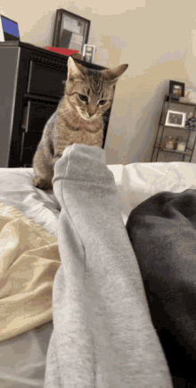 Cat Bite Cat Bite Middle Finger Discover Share GIFs