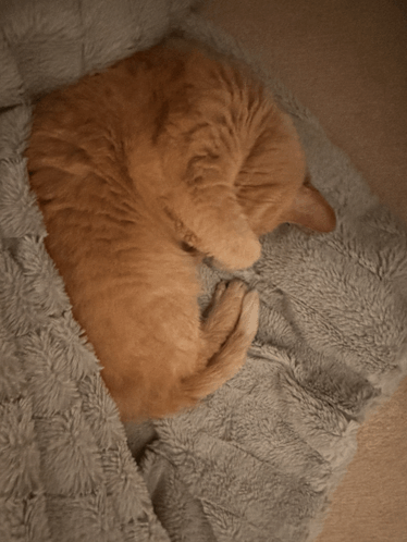 Cats Cats Discover Share Gifs