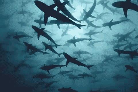 Sharks Swimming Sharks Swimming Shark Week Discover Share GIFs