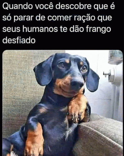 Se Um Cachorro Descobrir Isso O Ser Humano Vai Ficar Lascado Se