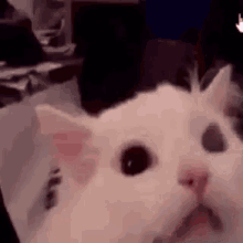 Cat Screaming Cat GIF - Cat Screaming Cat Scream GIFs