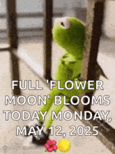 kermit the frog is sitting in front of a window and looking out .