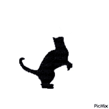 Fekete Cicus Cat GIF - Fekete Cicus Cat Kitten GIFs