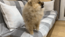 Pomeranian Boo GIF
