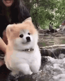 Cute Cute Puppy GIF - Cute Cute Puppy GIFs