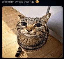 What The Flip GIF - What The Flip GIFs