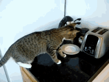 Yup, It'S Hot GIF - Cats Toasters Curious GIFs