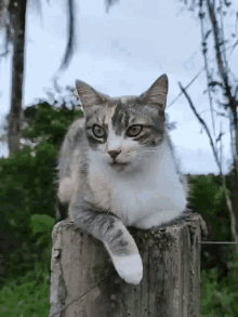 a cat is laying on a wooden post and looking at the camera .