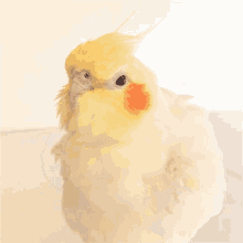 Fluffy Cockatiel GIF - Fluffy Cockatiel Bird GIFs