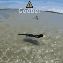 Goober Cat GIF - Goober Cat Swim GIFs