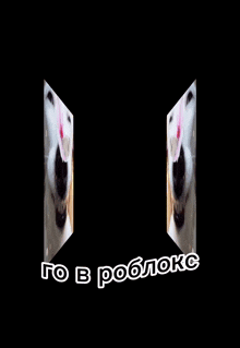 a white dog with a pink flower on its nose and the words go in robloxs below