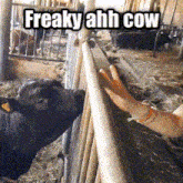 a person petting a cow with the words freaky ahh cow above