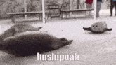 a group of seals laying on the ground with the word hushipuah written on the bottom