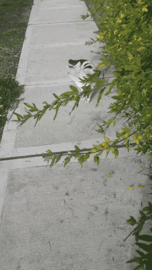 Cat Rolling Over GIF - Cat Rolling Over GIFs