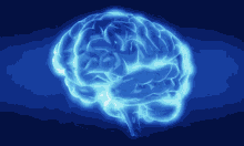 Brain Cerebral Cortex GIF