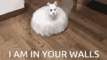 Roomba Walls GIF - Roomba Walls Cat GIFs