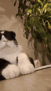 GIF
