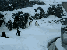 Snooooooow! GIF - Cute Pinguin Jumping GIFs