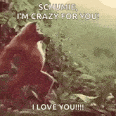 a squirrel is standing on its hind legs in the woods and says `` i 'm crazy for you ! ''