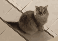 Cat Stare GIF - Cat Stare Wink GIFs