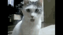 Cute Cat Confused GIF - Cute Cat Confused Funny Cat GIFs