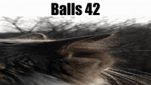 Balls Balls 42 GIF - Balls Balls 42 Cat GIFs
