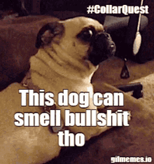 Dog Collar Collar Quest GIF - Dog Collar Collar Quest Collar GIFs