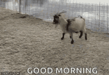 Goat Having Fun GIF - Goat Having Fun Ice GIFs