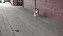 Horse Cat GIF - Horse Cat Walk GIFs