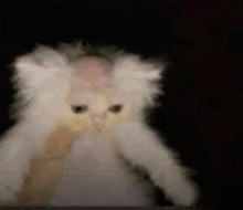 a fluffy white cat is sitting in a dark room with a black background .