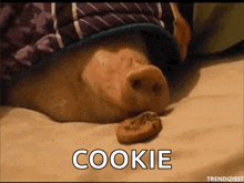 Hungry Pig GIF - Hungry Pig Cookies GIFs