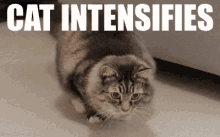 So Intense GIF - Cat Pounce Wiggle GIFs