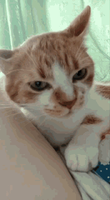 Felix Angry GIF - Felix Angry Obese GIFs