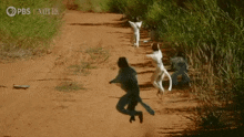 Sifaka Lemurs Leaping GIF