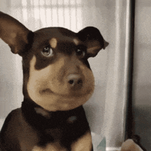 a brown and black dog looking at the camera