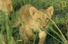 Lion Cub Savage Kingdom GIF - Lion Cub Savage Kingdom Cub GIFs