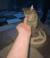 Cat Angry Cat GIF - Cat Angry Cat Flip Off GIFs