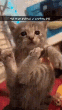 Cat Cat Biscuit GIF