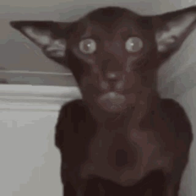 Teteshrek Cat Reaction GIF - Teteshrek Cat Reaction Scared Cat GIFs