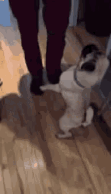 a dog is standing on its hind legs on a wooden floor next to a person .