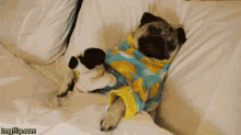 Pug Chillin GIF - Pug Chillin Bedtime GIFs