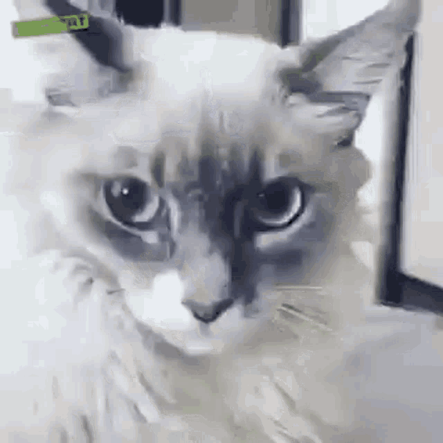 Cat Gato GIF - Cat Gato Shock GIFs