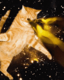 gamechanger audio plasma coil plasma pedal cosmos cat laser cat